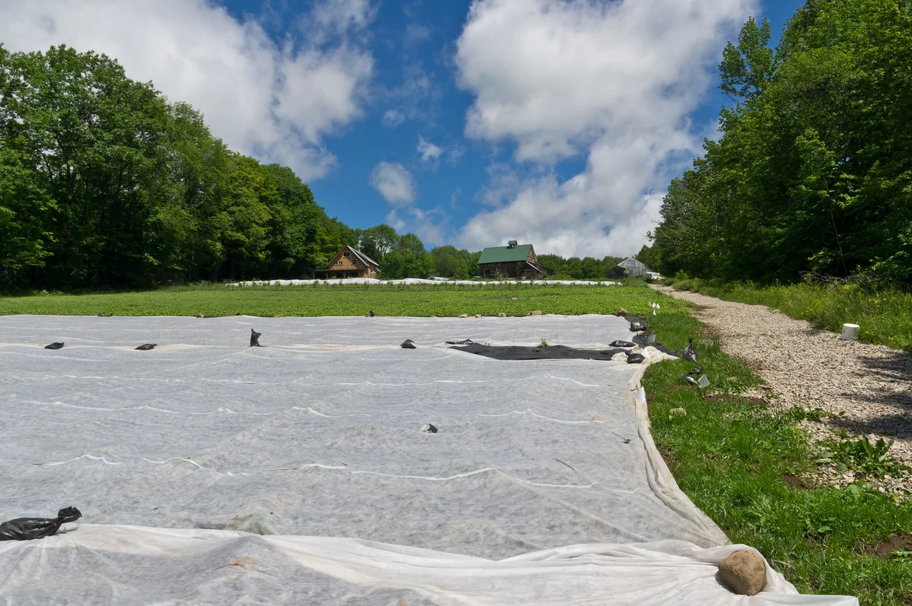 we cover the winter squash field to protect from quash beetles and to give them a little jump on the season, photo by Adam Ford.