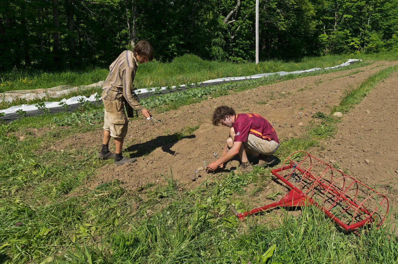 Shain tucking broccoli transplants into the ground, photo by Adam Ford.