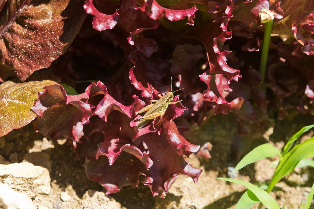 Check out THAT biodiversity:) Grasshopper in the lettuce, photo by Adam Ford