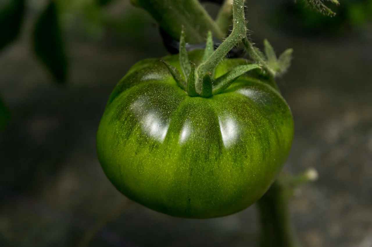 Alright tomatoes, we heated your soil starting in April, let's get some ripening, photo by Adam Ford