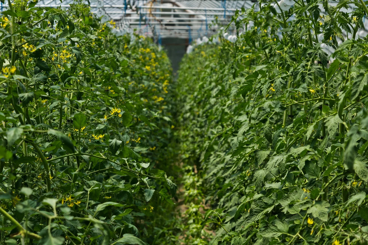 tomato jungle this week, photo by Adam Ford