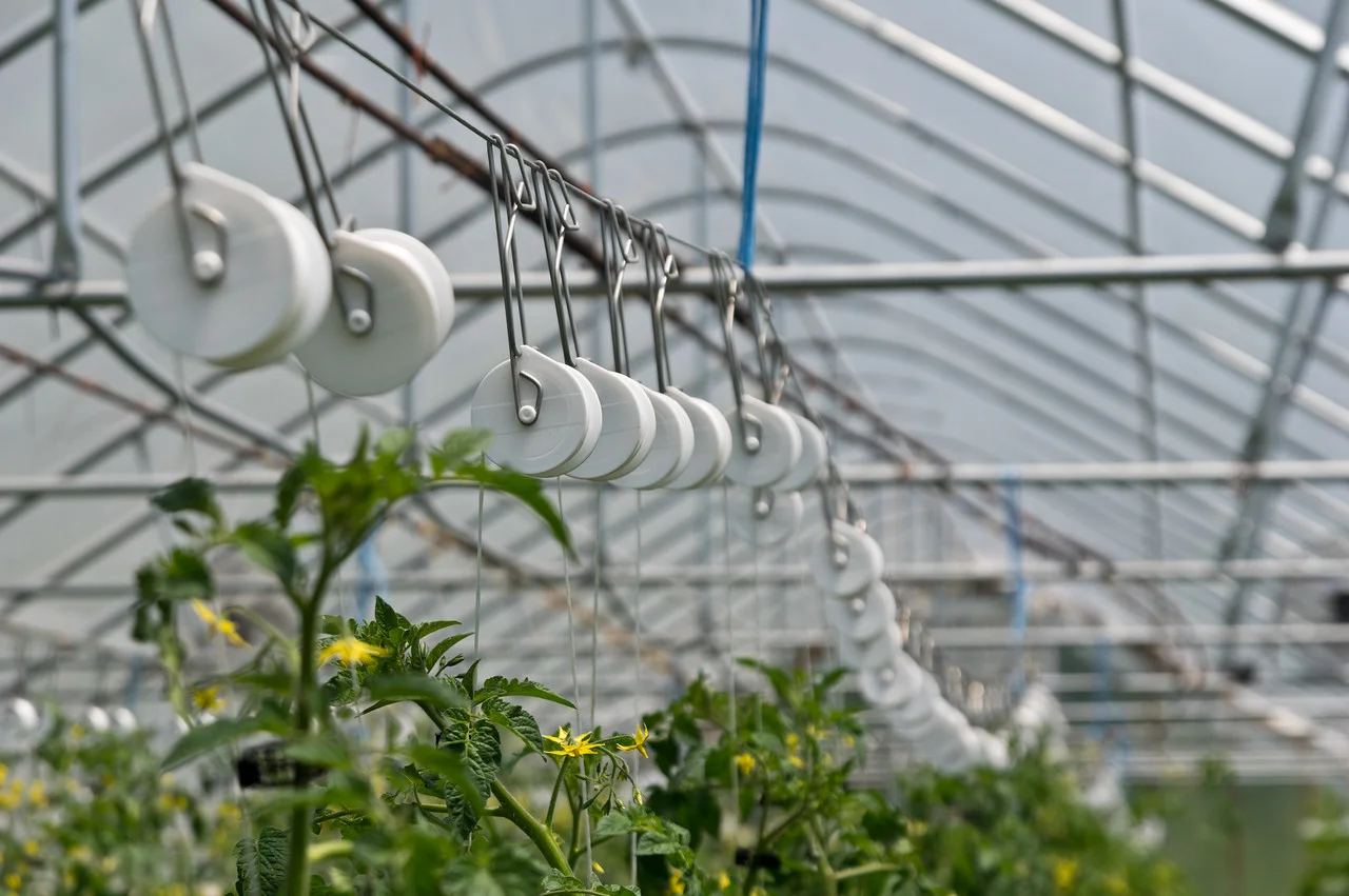 These trellis rollers are how we lean and lower our cucumbers and tomatoes so they can grow wild and tall through the whole season. Most plants are at least 8 feet by now, so we have already had to lower them, photo by Adam Ford