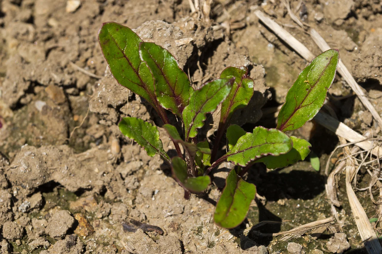 beets eeking out a life in that dry sol, photo by Adam Ford