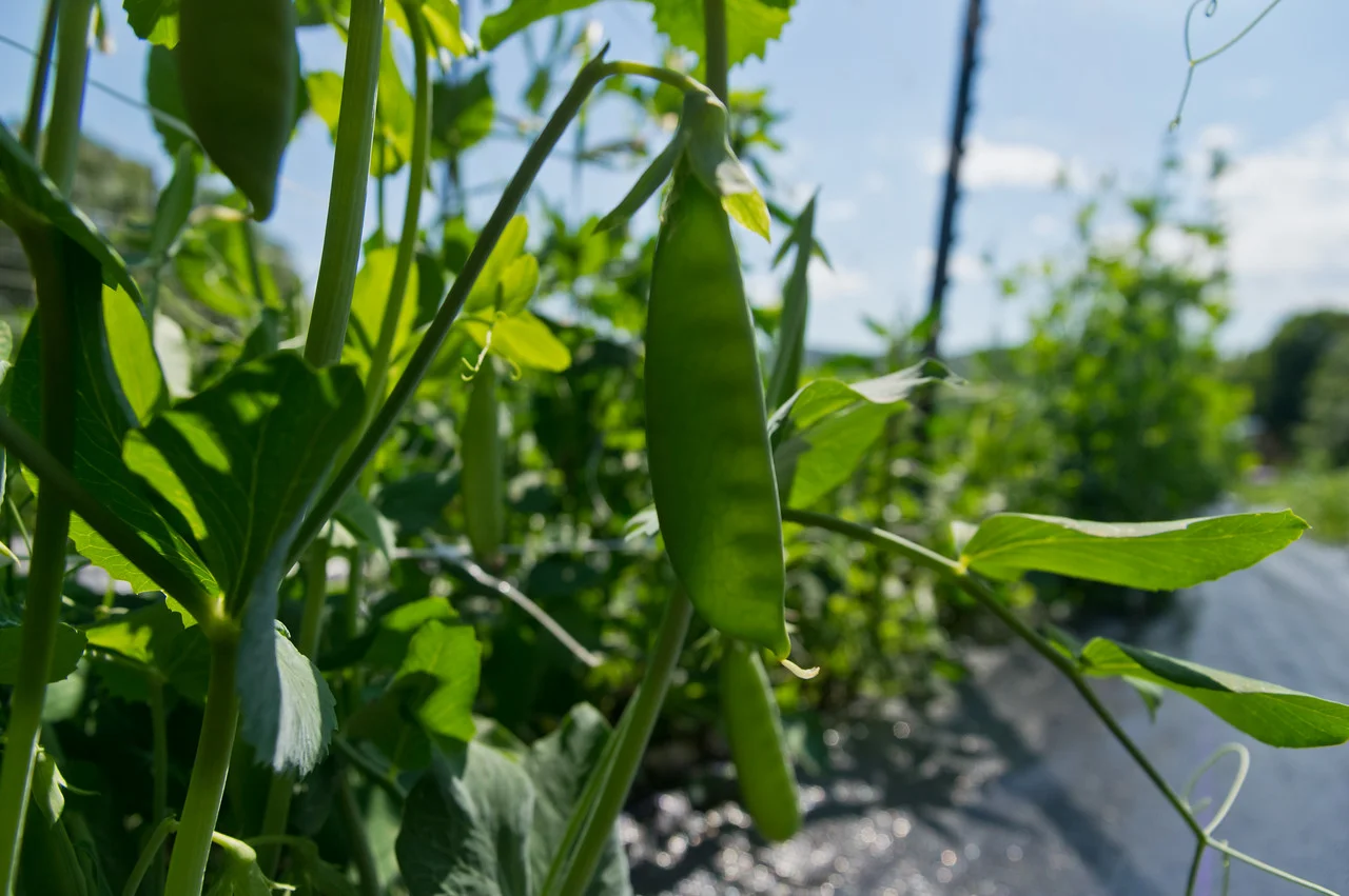 peas getting plump on their vines, photo by Adam Ford