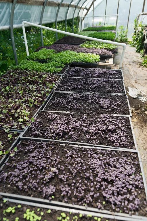 microgreens in different stages of growth in the propagation house, photo by Adam Ford