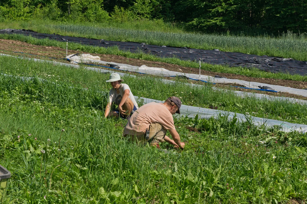Mikayla and Sam weeding a carrot planting, photo by Adam Ford