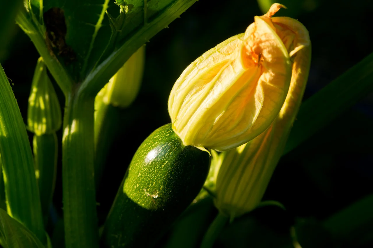 Zuke with its blossom still on it, photo by Adam Ford