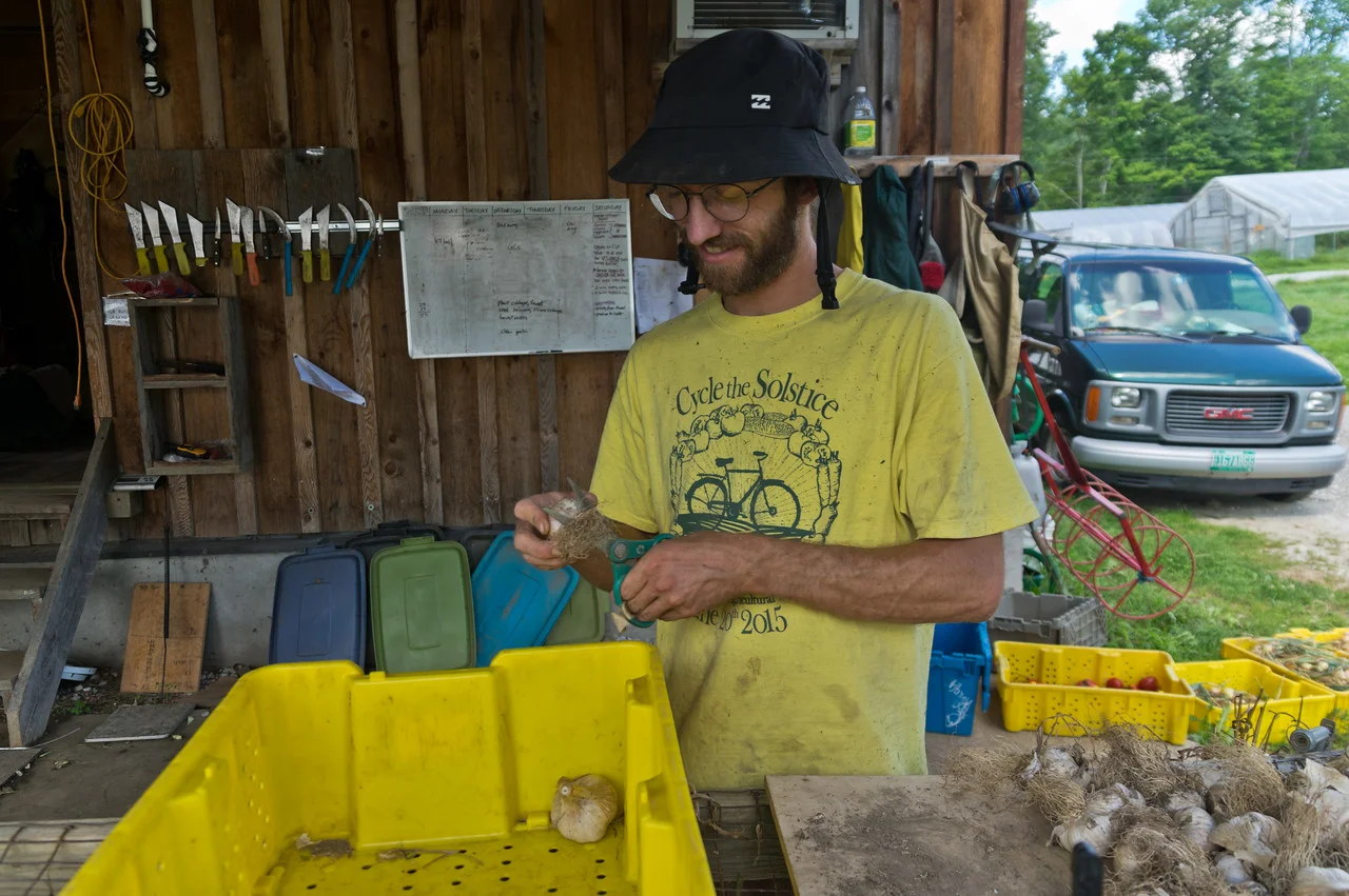 Peter clipping cured garlic, photo by Adam Ford
