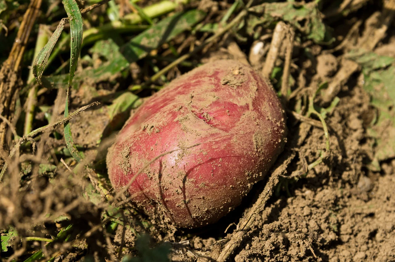potato, dug, ready to be collected, photo by Adam Ford