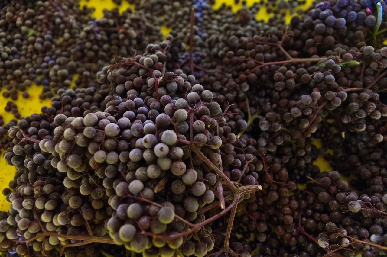 frozen elderberries about to be de-stemmed, photo by Adam Ford