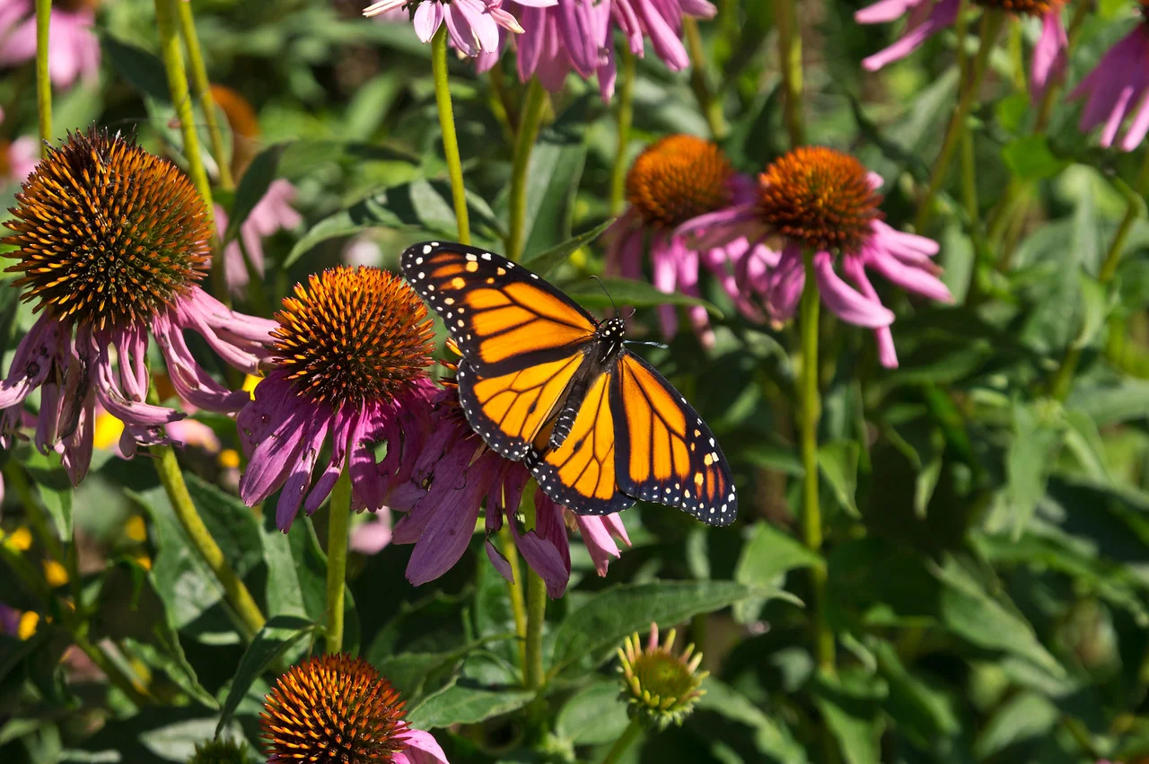 It's always exciting to see a monarch, photo by Adam Ford