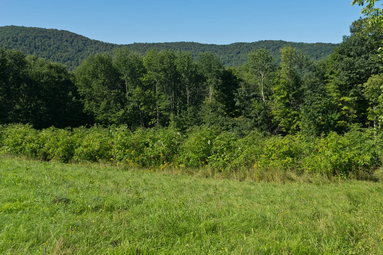 elderberry bushes, photo by Adam Ford