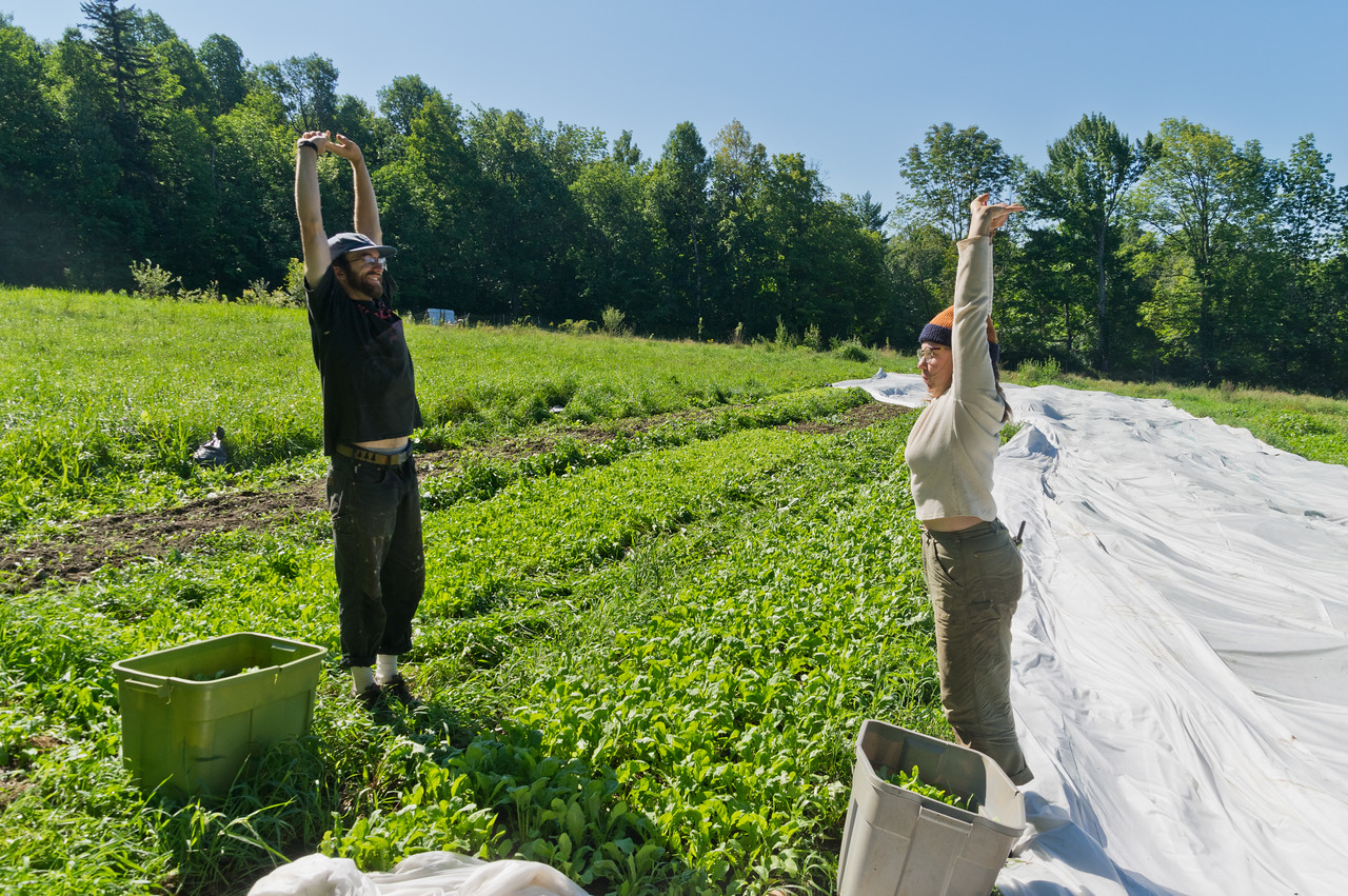 Morgan and Peter taking a break to stretch while harvesting greens... I learned at a farming conference years ago from a farmer many decads my senior, that if I wanted to farm into my future that we should reach up for one minute of every hour of bent over work, photo by Adam Ford