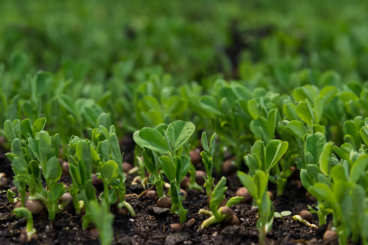 This picture of pea shoots kind of looks like a well organize pea shoot choir singing to the rest of the green house, photo by Adam Ford