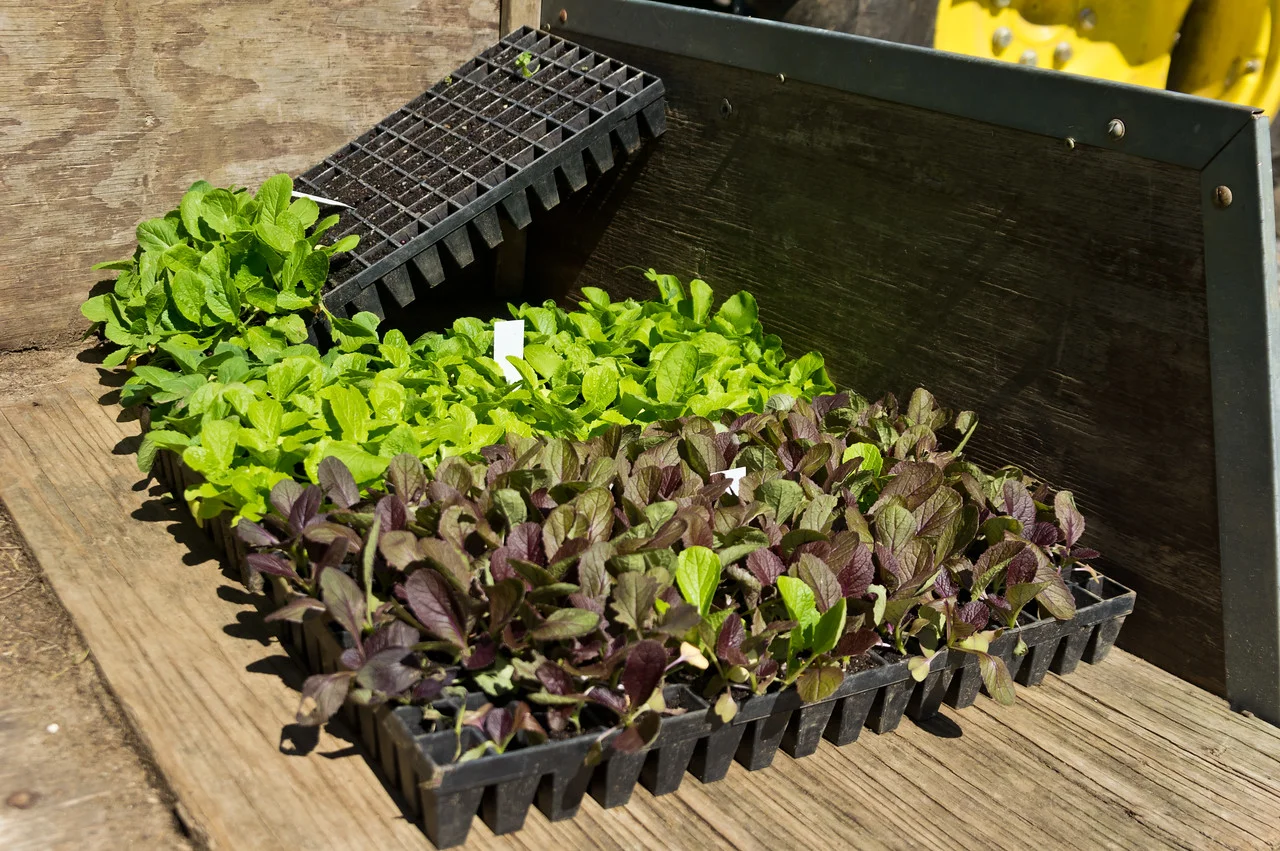 Napa cabbage transplants... get ready to make your kimchi this fall! photo by Adam Ford