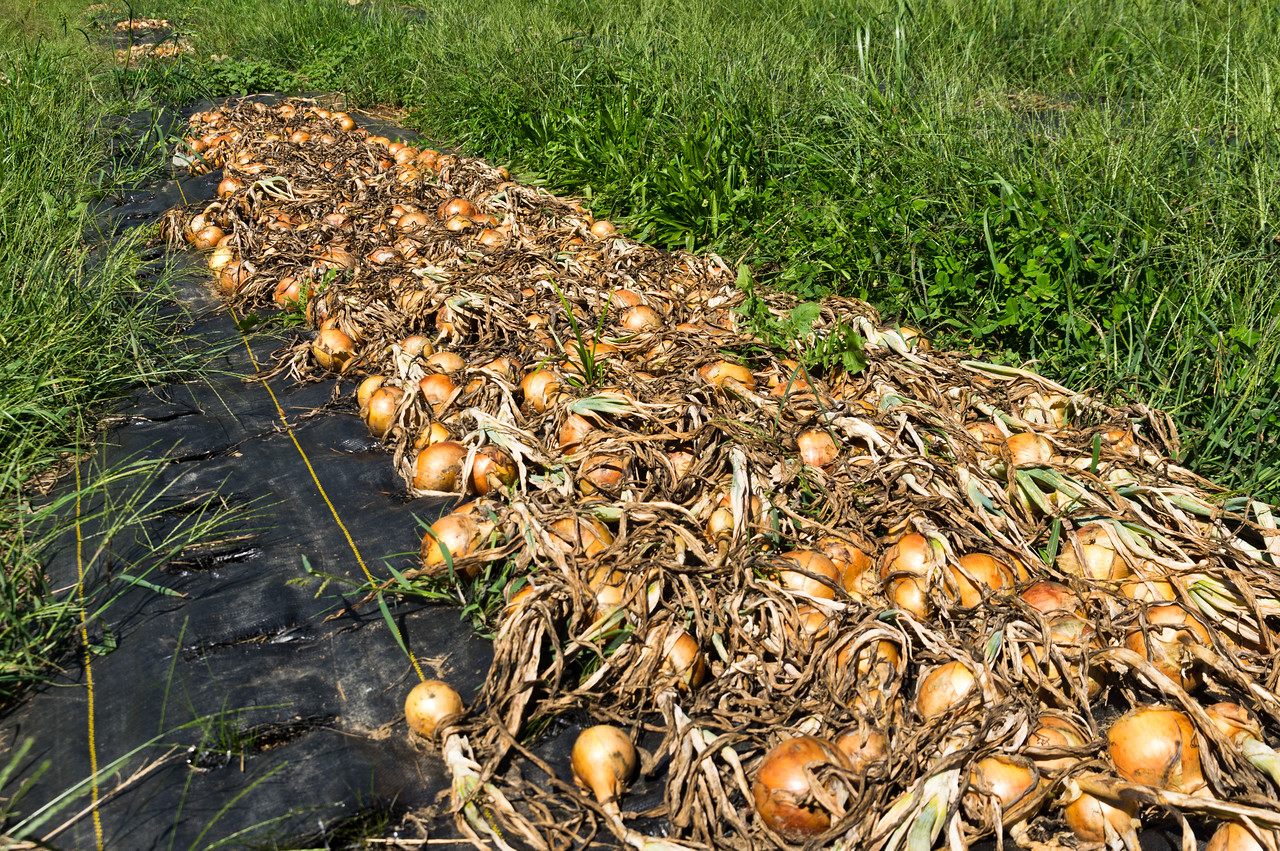 curing onions, photo by Adam Ford