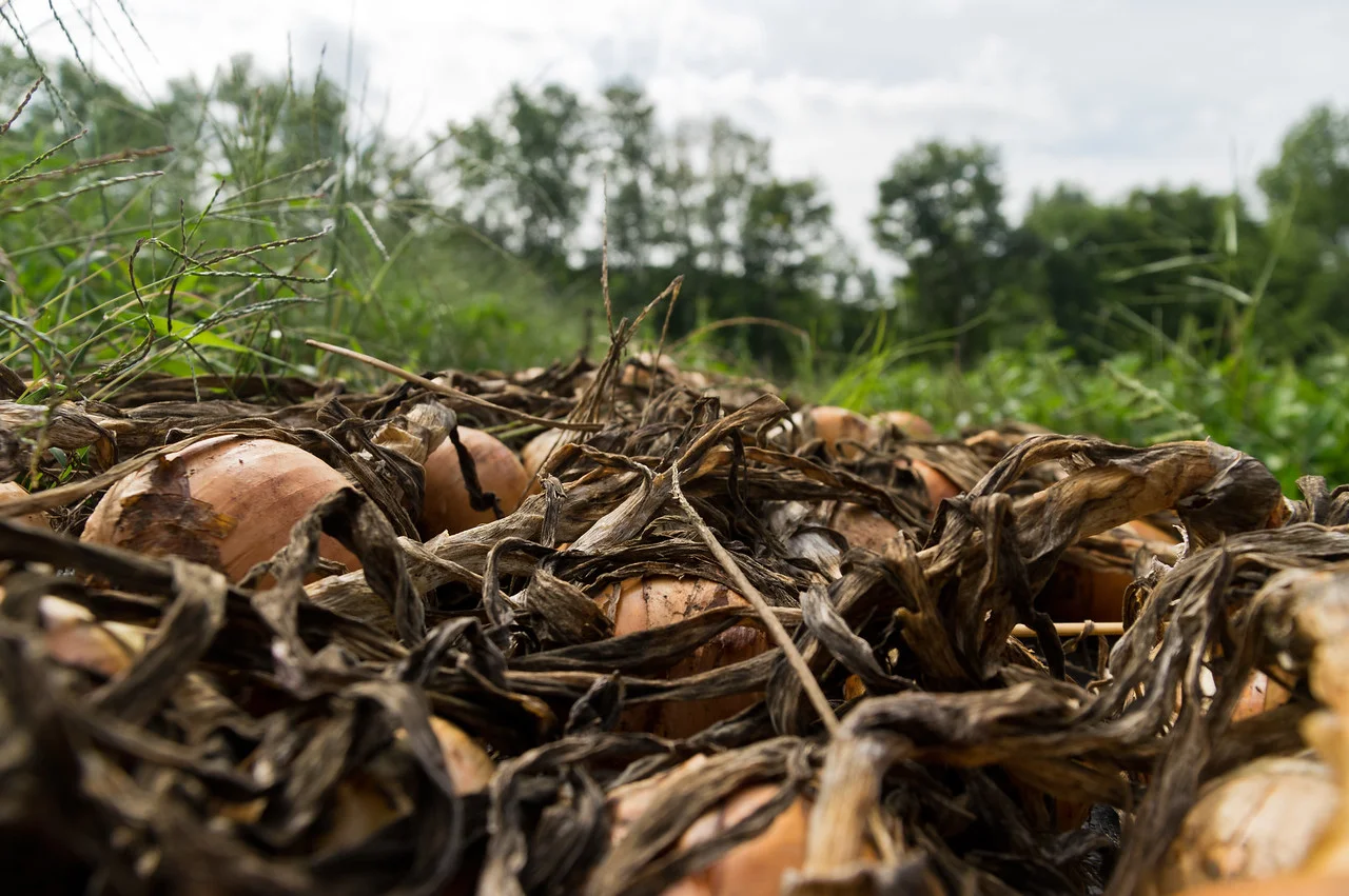 onions waiting to be taken in after field curing, photo by Adam Ford