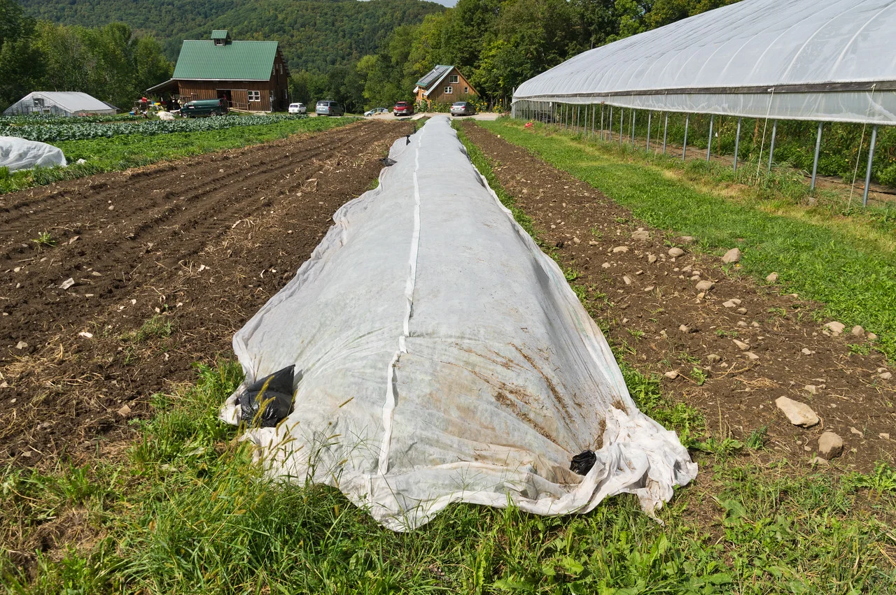 This is a row of fall harvested rutabaga that is row covered to exclude the cabbage maggot which damages the main root of the rutabaga, photo by Adam Ford