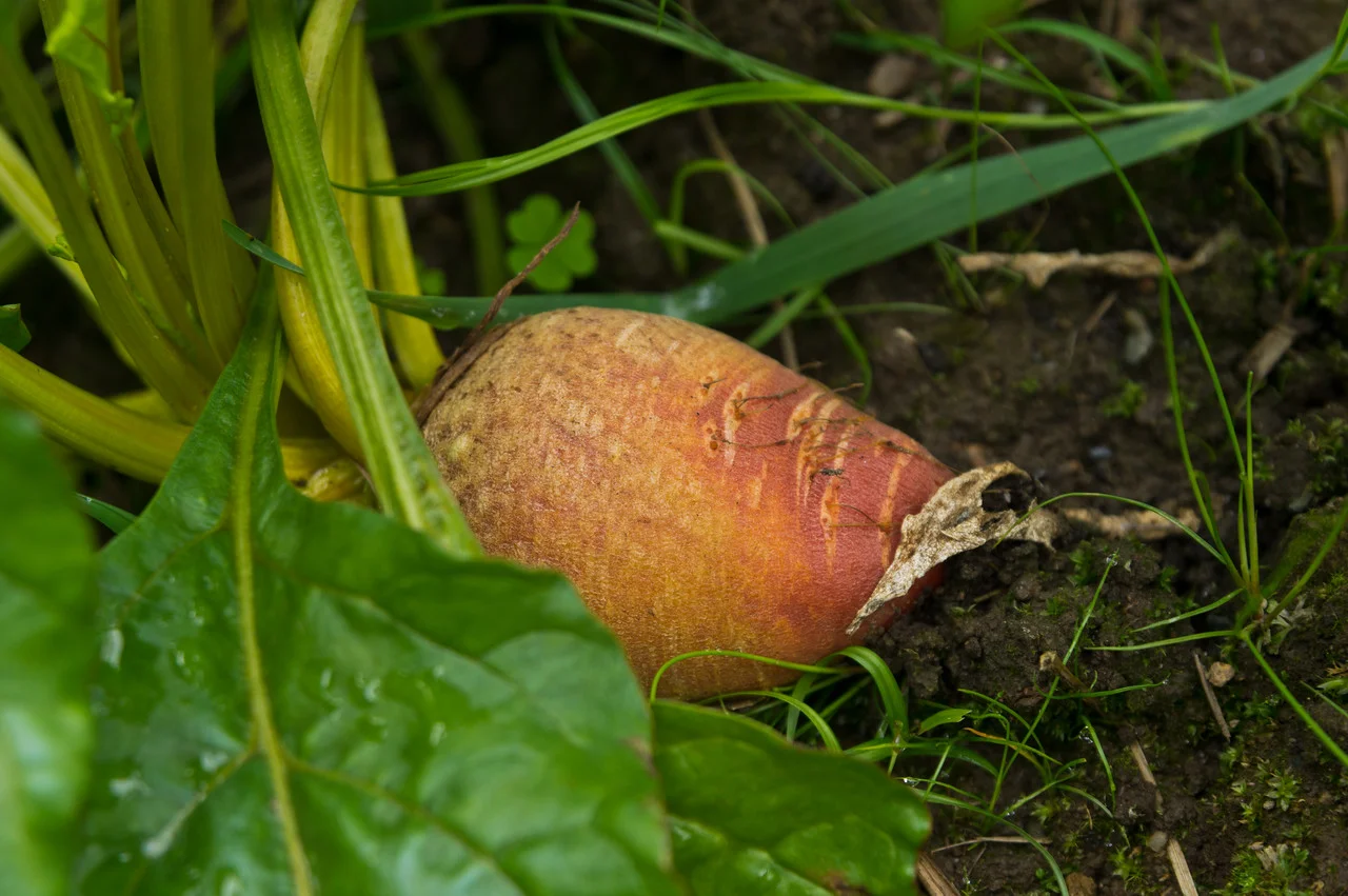 some of the golden beets still have beautiful greens, photo by Adam Ford