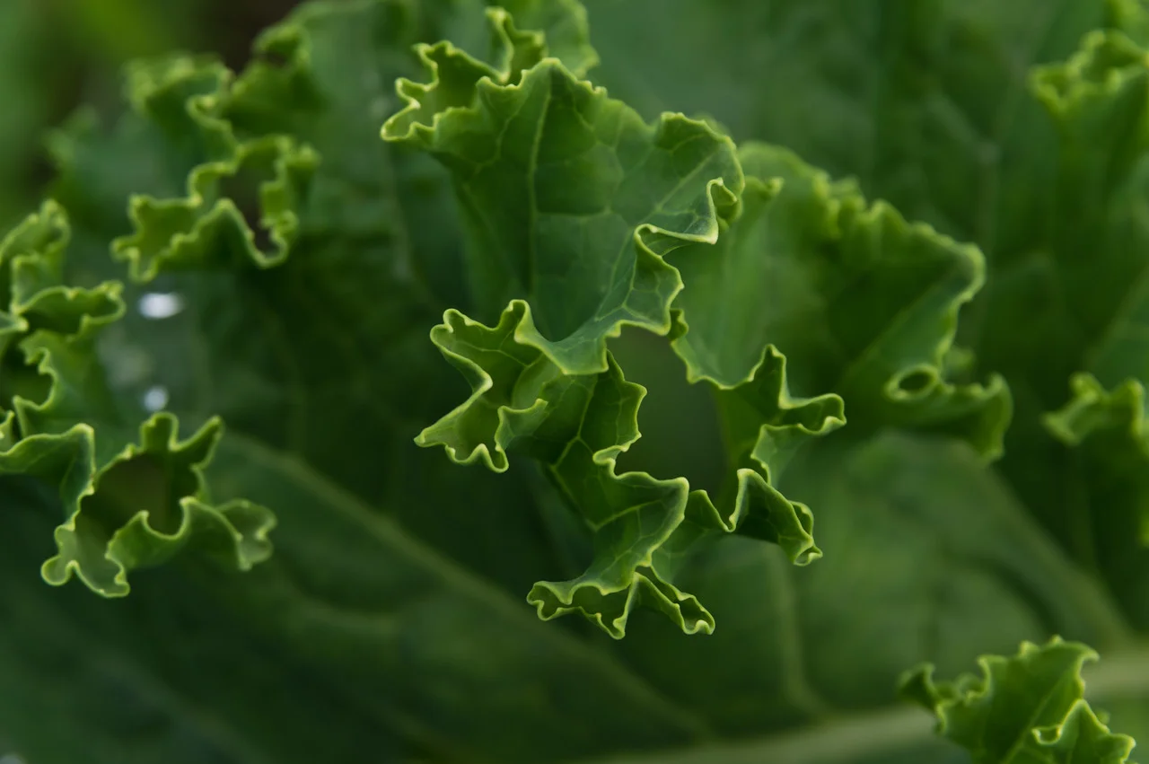 close up of a kale leaf, I love those greens! photo by Adam Ford