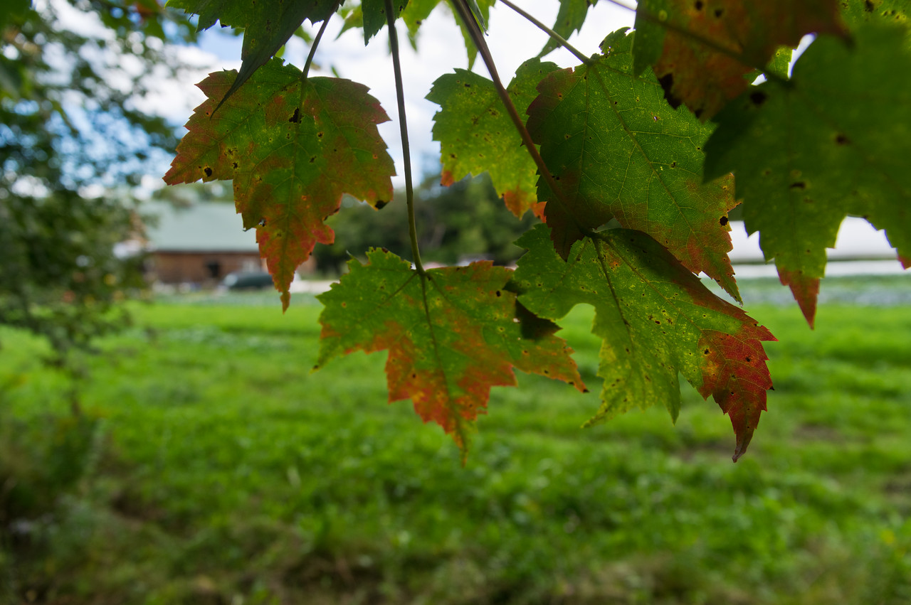 Ah! These trees are hinting at the end of summer! photo by Adam Ford