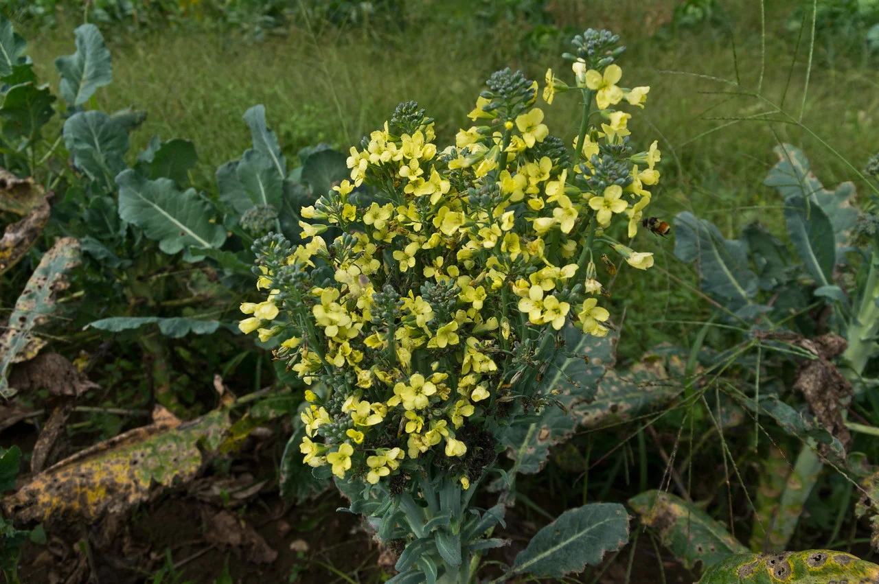 old broccoli plants provide food for pollinators, photo by Adam Ford