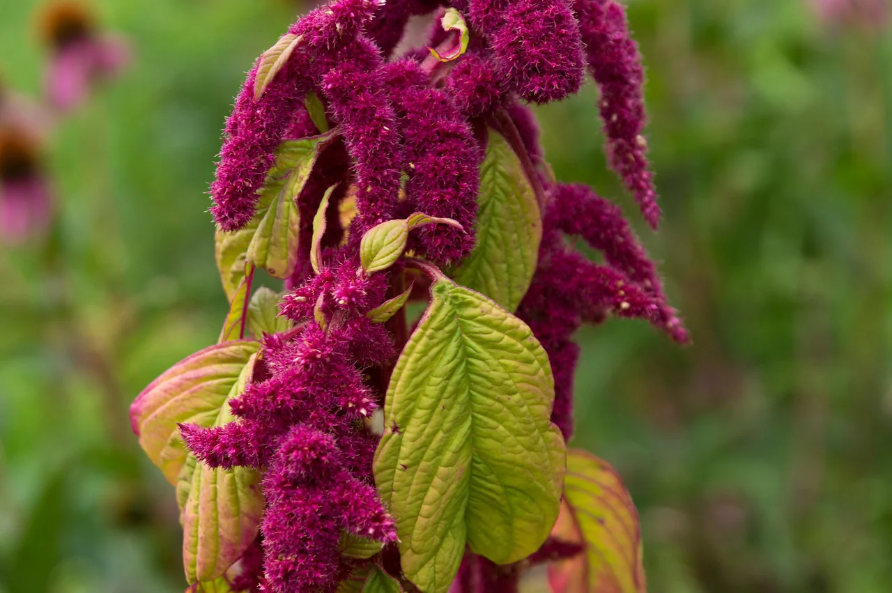Please enjoy this series of 3 photos by Adam: When I look up close at plants, I am convinced that is where Dr. Seuss got much of his inspiration.