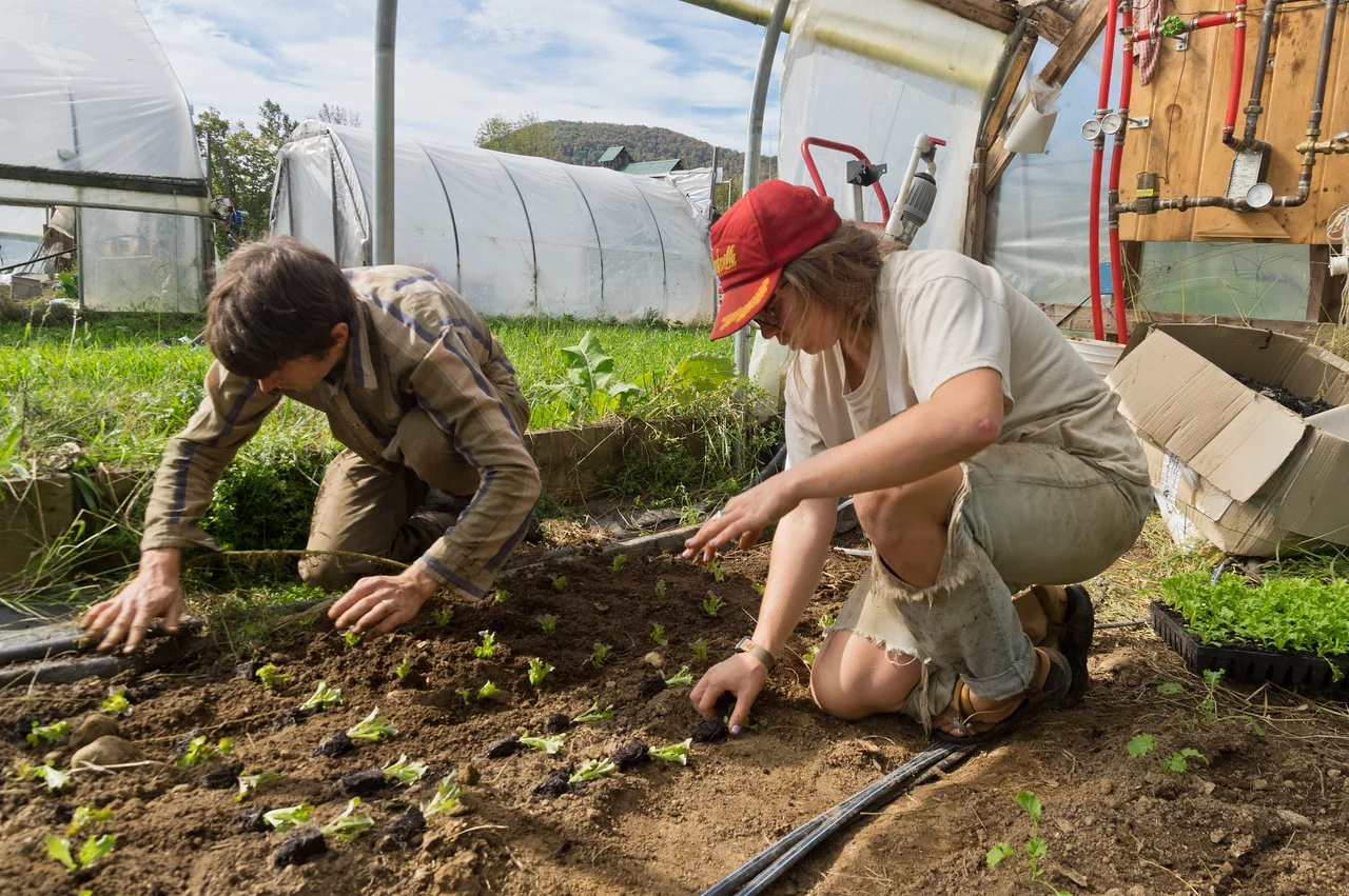Ryan and Morgan transplanting winter lettuce, photo by Adam Ford