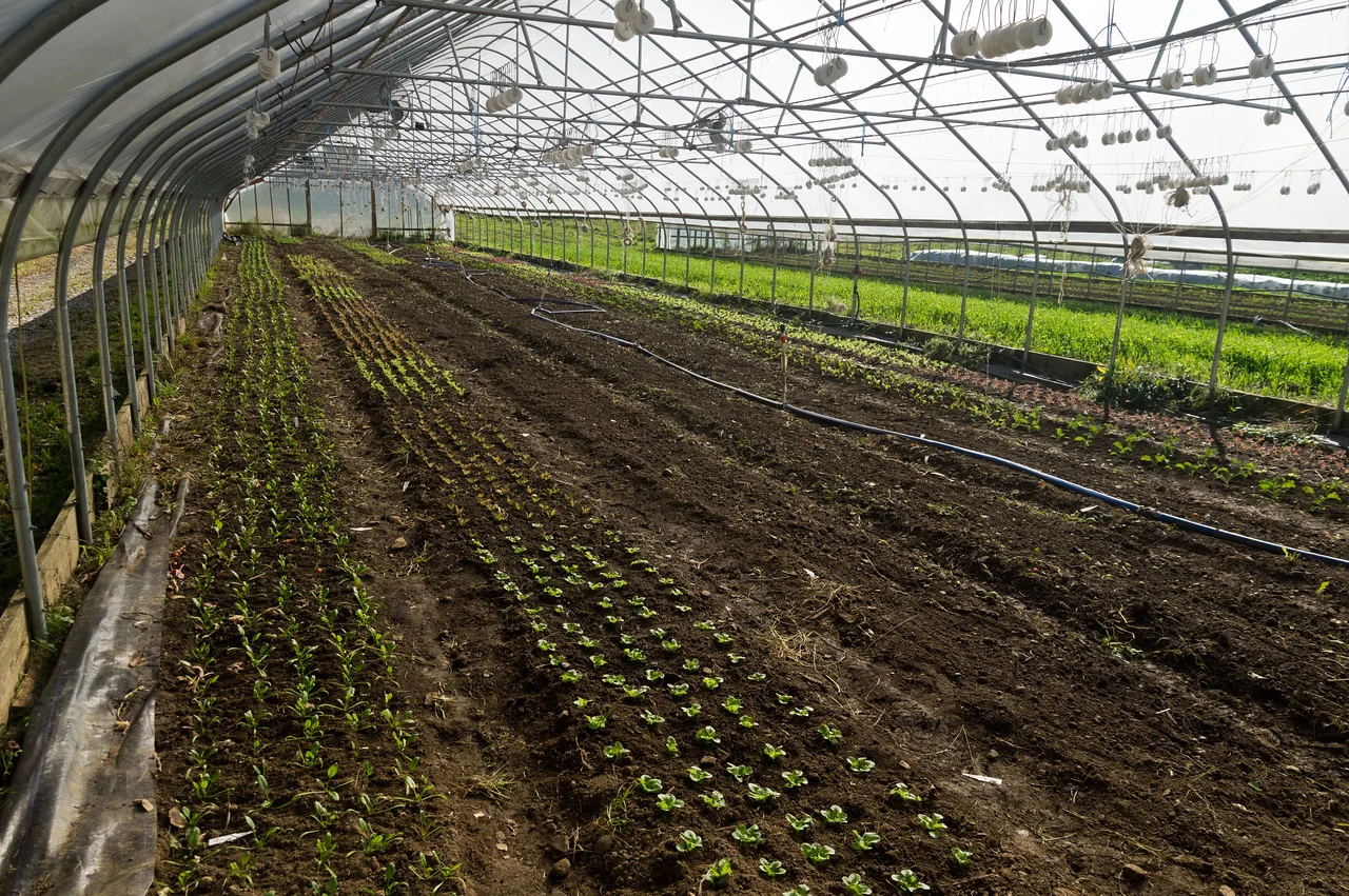 transplanted and seeded tunnel, photo by Adam Ford