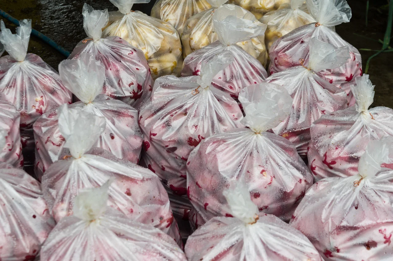 bags of potatoes ready for the root cellar cooler, photo by Adam Ford