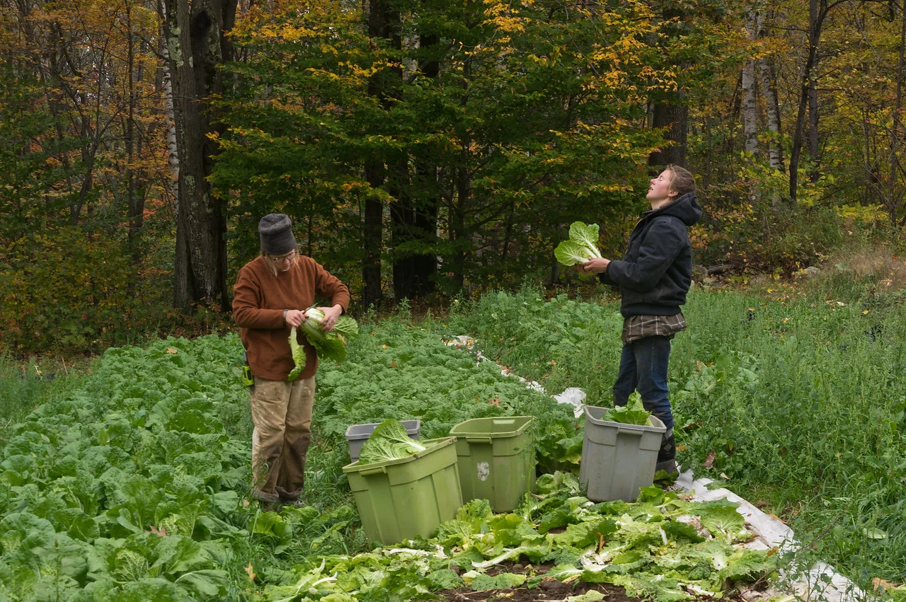 Mikayla dreaming about all the kimchi in her future as she and Morgan harvest napa cabbage, photo by Adam Ford