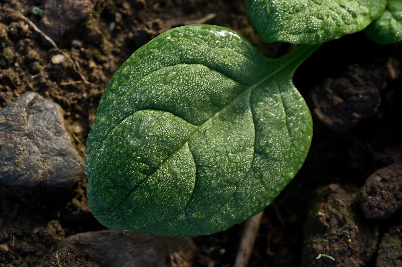 spinach leaf, photo by Adam Ford