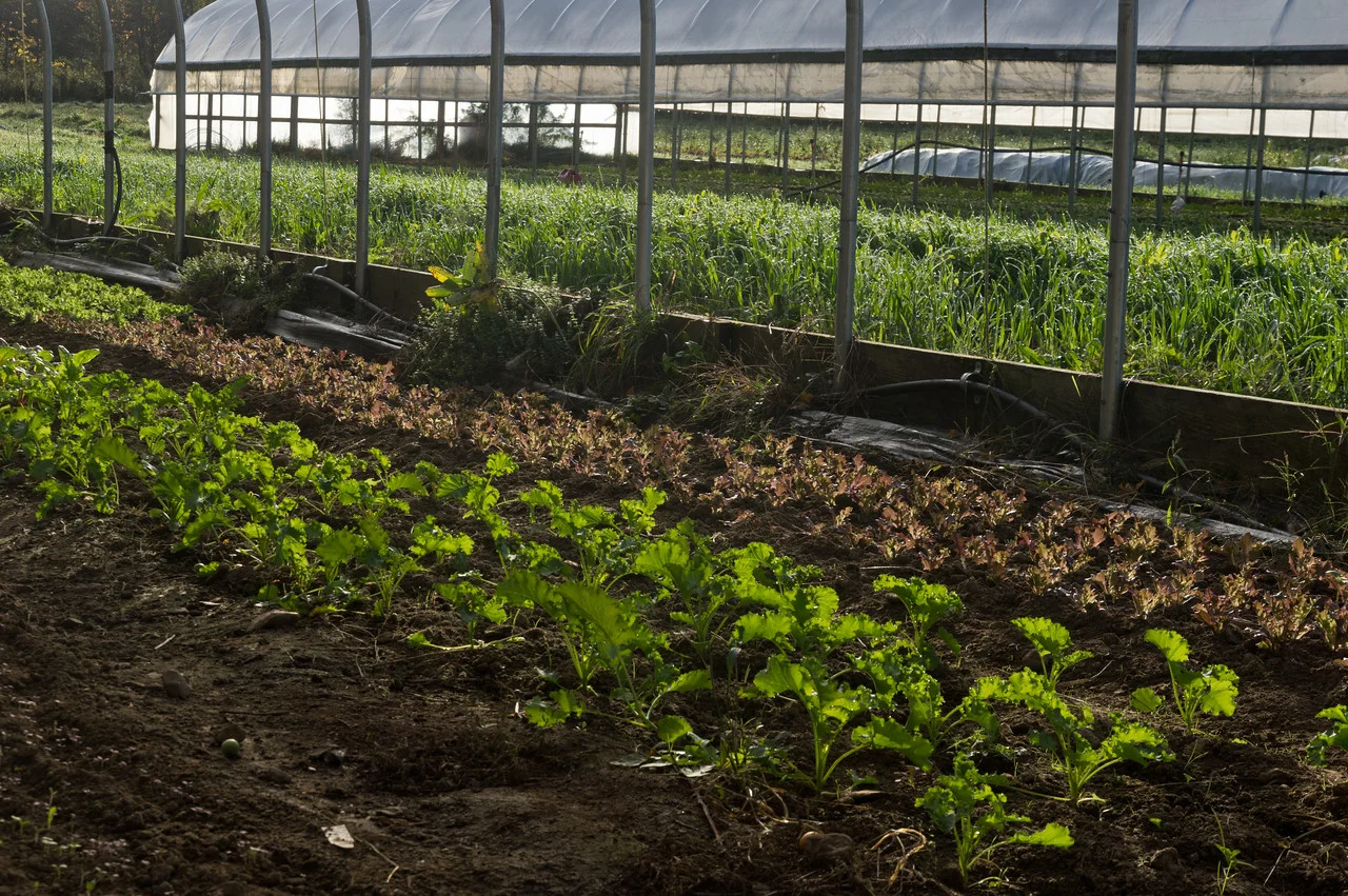 winter kale transplanted in the tunnel, photo by Adam Ford