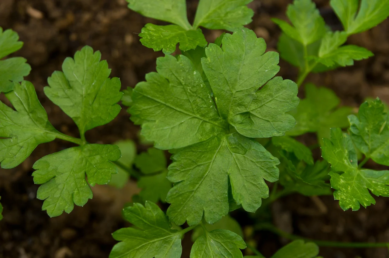 little baby parsley plants growing to be harvested in the winter, photo by Adam Ford