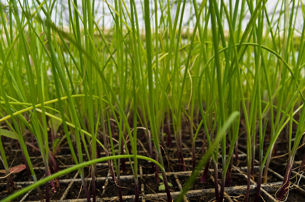baby onions waiting to be transplanted for the winter, photo by Adam Ford