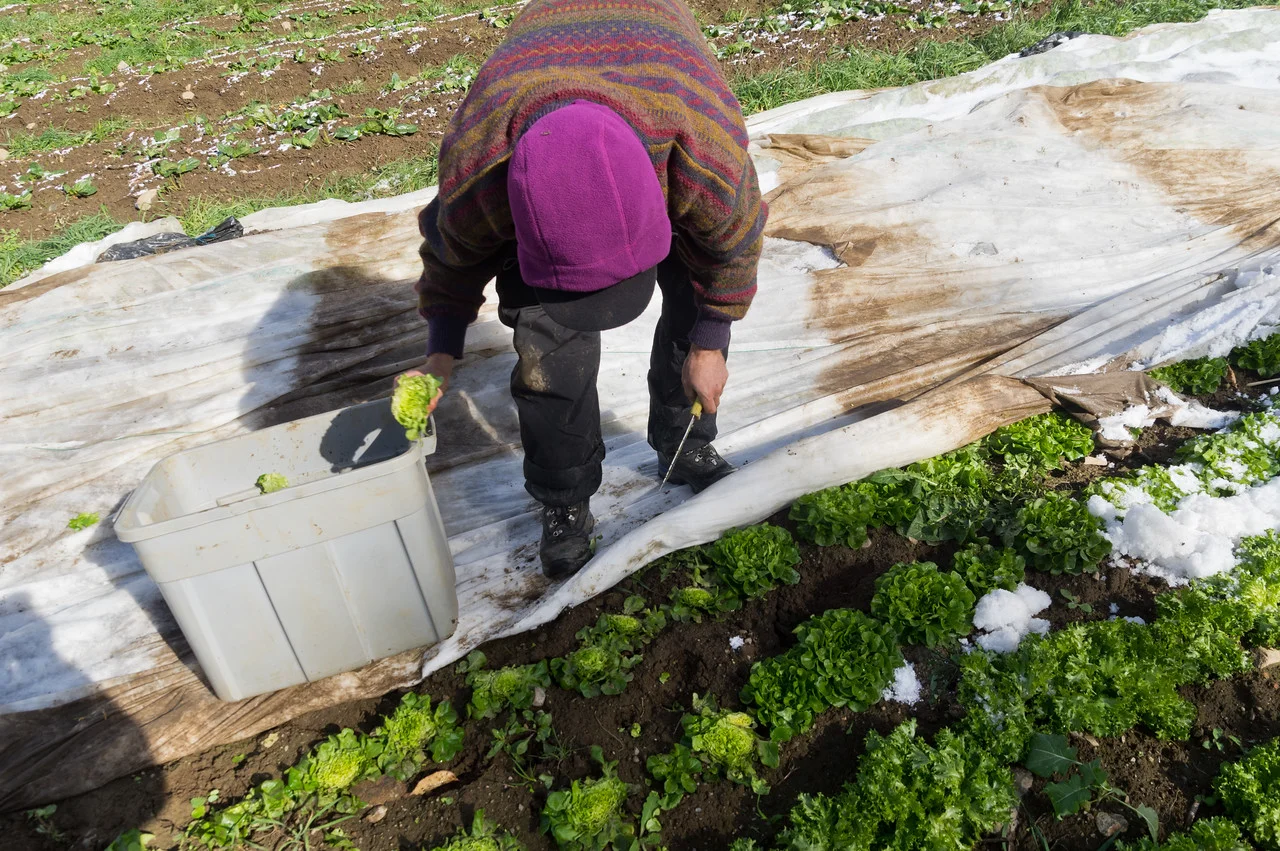 Peter harvesting some snowy lettuce, photo by Adam Ford