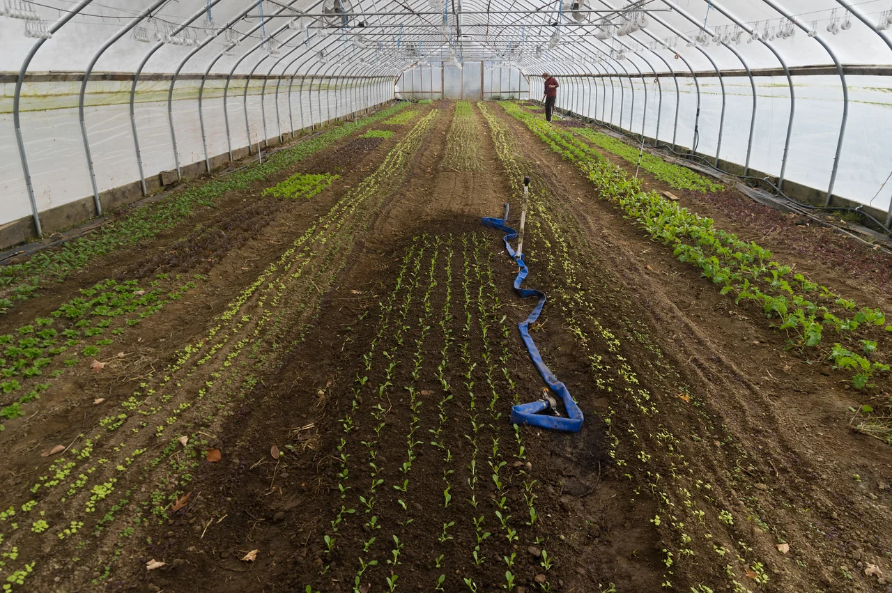 Sam hoeing baby greens in the winter tunnels, photo by Adam Ford
