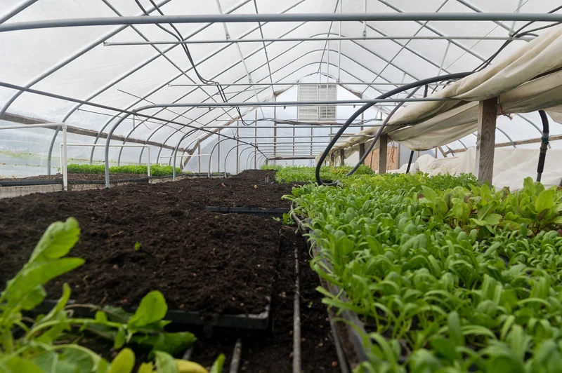 on the left are trays of pea shoots seeded for winter harvest… this time of year we seed many, many trays of pea shoots that will grow high enough and then be stockpiled in the prop house waiting for harvest each week, row covered enough to keep alive into early winter, photo by Adam Ford