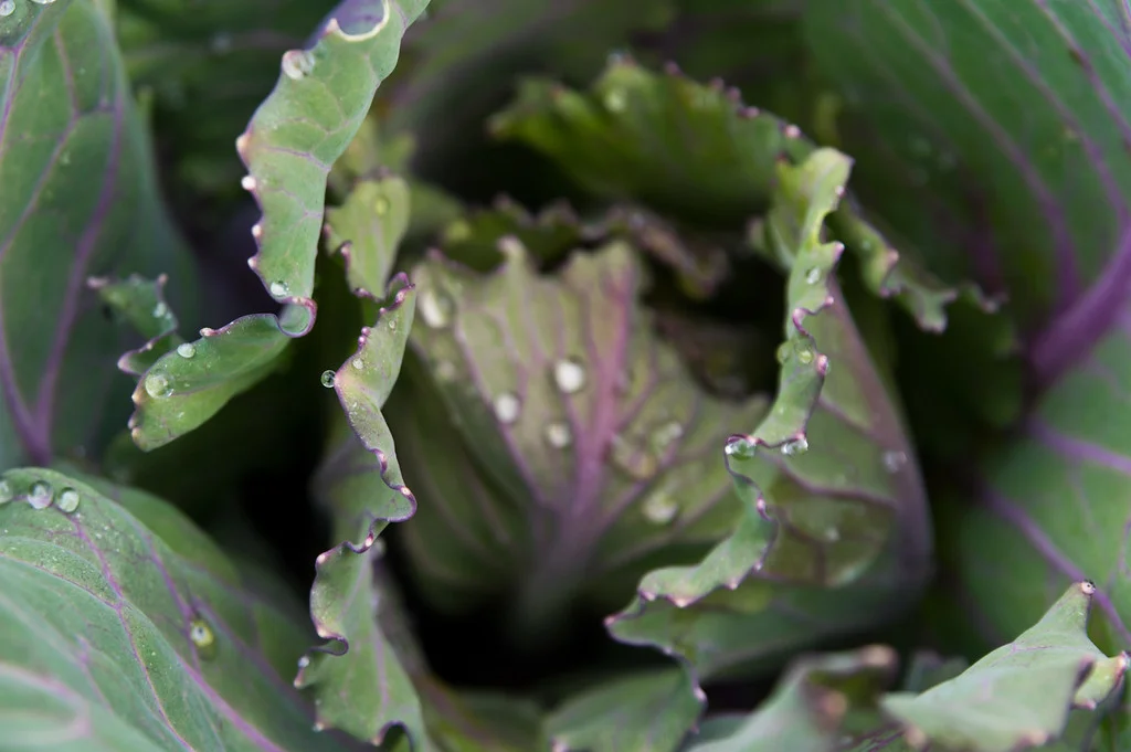 red cabbage with the dew, photo by Adam Ford