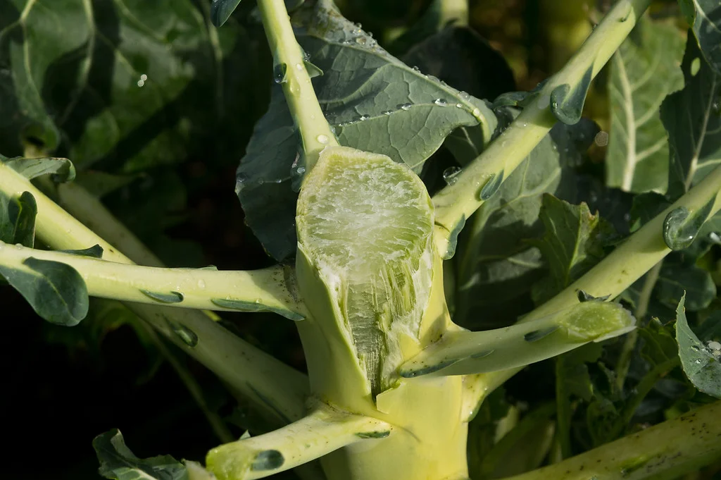 some people don’t know what broccoli plants look like…. do you? This is the stem of a broccoli plant after the head has been harvested. Each plant grows big, with lots of wide leaves. Each plant grows one flowering head, and plants take up about 2 feet in either direction. It’s a space consumer for sure, photo by Adam Ford