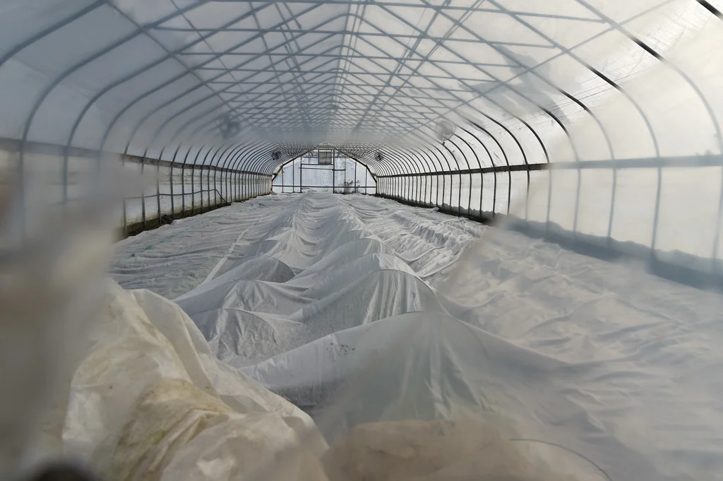 this is one of those holes in the tunnel we need to repair…. but through the hole you can see row covered greens.. the hoops provide a different height to compare temperatures above the greens, photo by Adam Ford