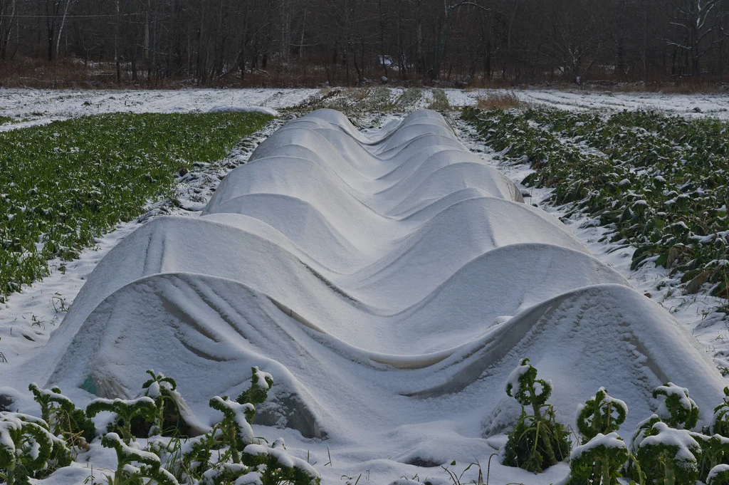 row covered kale… even though they freeze solid under there the row cover keeps the quality higher before we pick them, photo by Adam Ford