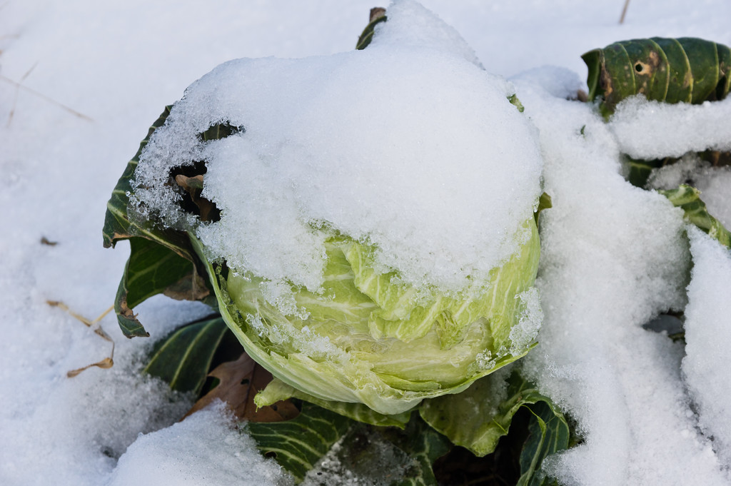 cabbage left behind because of lesser quality… no worries, I call that goat food, photo by Adam Ford