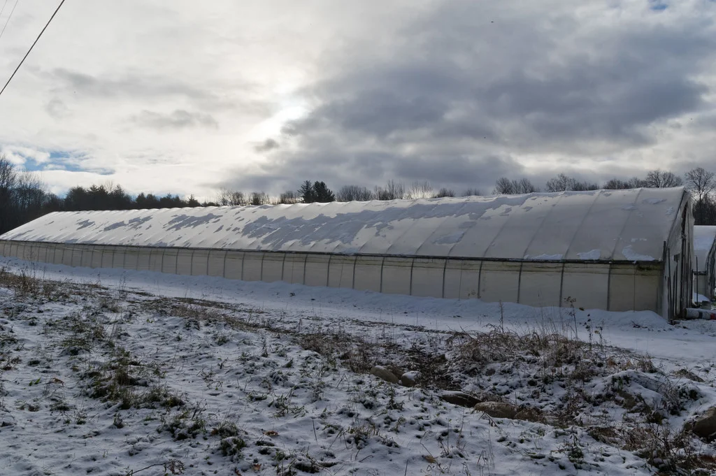 high tunnel housing the winter greens, photo by Adam Ford
