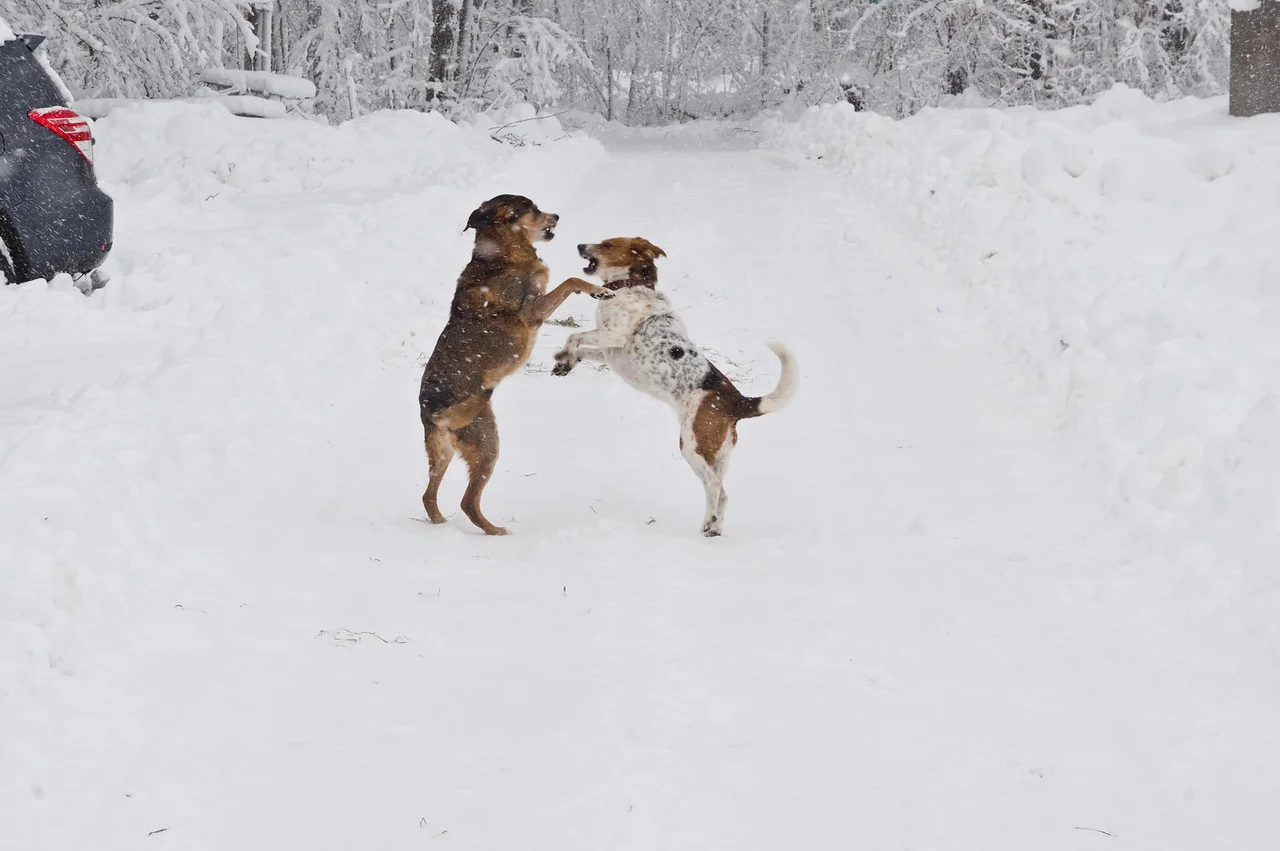 Adam takes unbelievable photos of the animals, and this shot of Callie and Echo playing like the wild dogs they are in the snow is fantastic, photo by Adam Ford