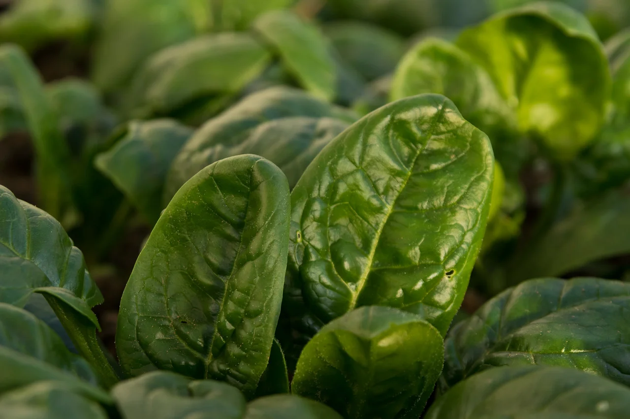 Spinach in the tunnel, photo by Adam Ford