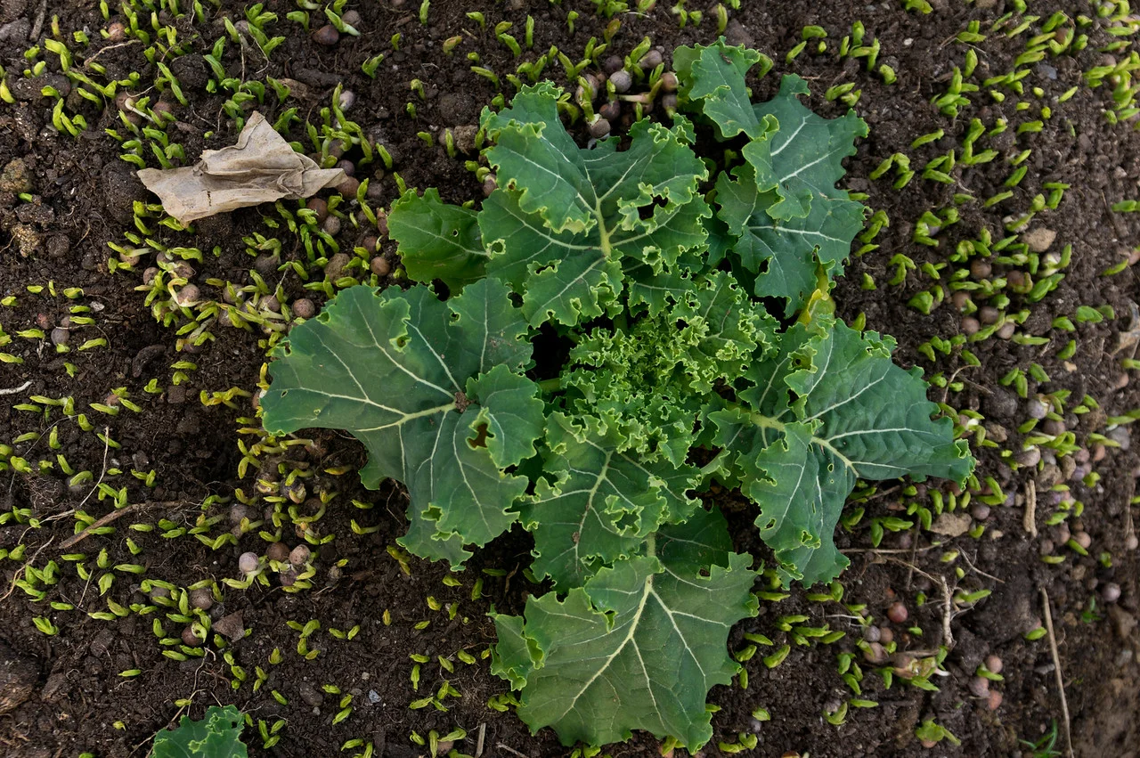 we are doing an experiment this winter, seeding pea shoots under the baby kale to see what we can harvest later, photo by Adam Ford