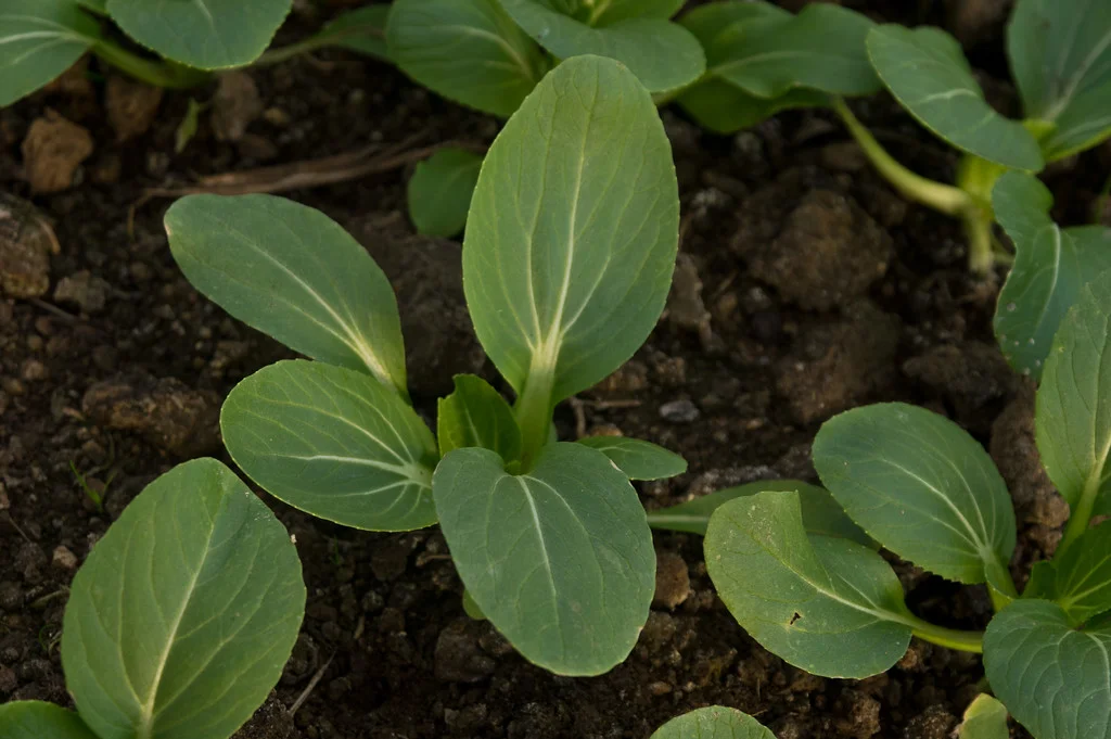 this is a variety of baby tat soi that goes into our mesclun mix, photo by Adam Ford