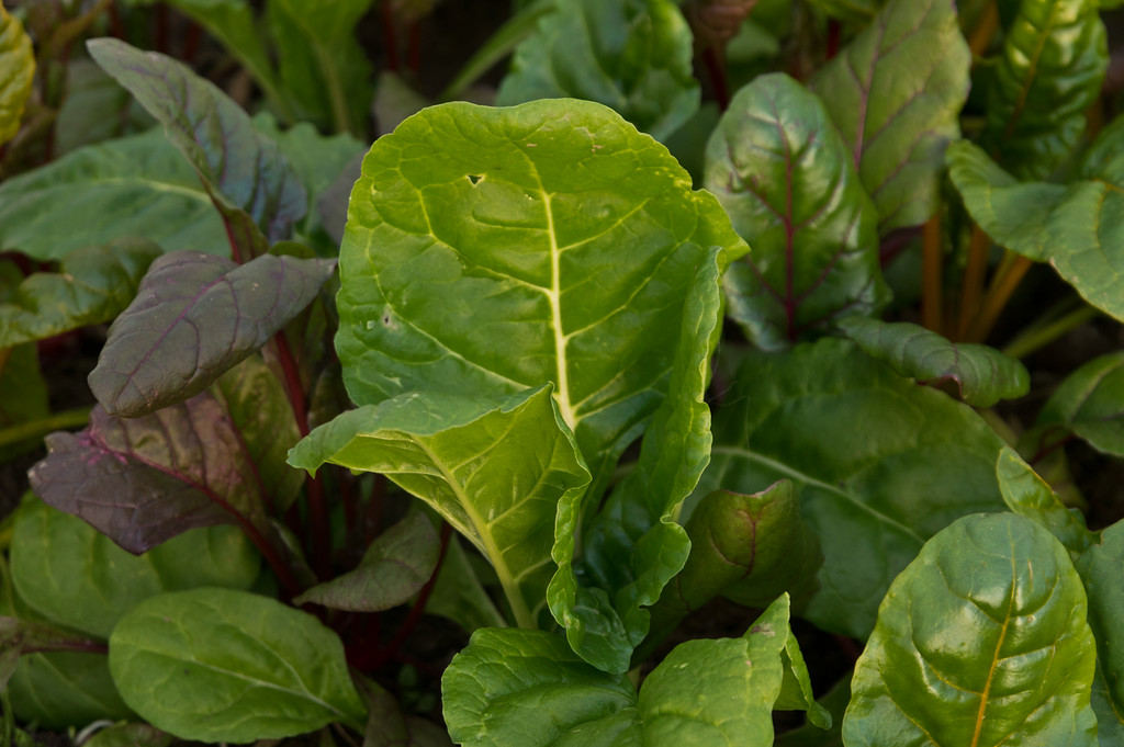 chard chugging along in the tunnel, photo by Adam Ford