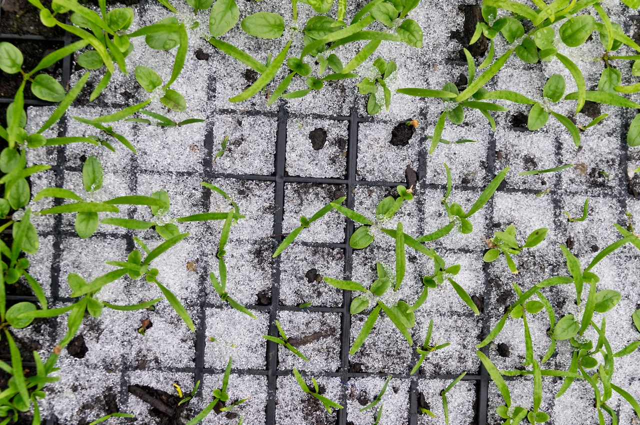 last week it was snowing while we were moving spinach transplants from the prop house to the tunnel, photo by Adam Ford